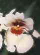 MILTONIA