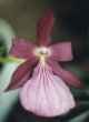 Miltonia spectabilis mooreliana