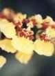 ONCIDIUM