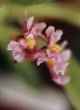 ONCIDIUM  ORNITHORHYNCHUM