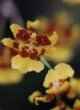 ONCIDIUM  SPHACELLATUM