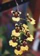 Oncidium