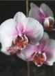 PHALAENOPSIS