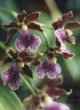 ZYGOPETALUM  HYBRID