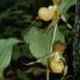 Cypripedium calceolus