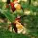 Cypripedium calceolus