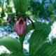 Cypripedium hybrids