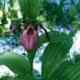 Cypripedium hybrids