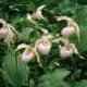 Cypripedium hybrids