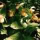 Cypripedium hybrids