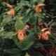 Cypripedium hybrids