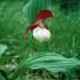 Cypripedium hybrids