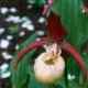 Cypripedium hybrids