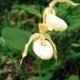 Cypripedium hybrids