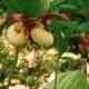 Cypripedium hybrids