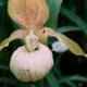 Cypripedium hybrids