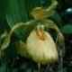 Cypripedium hybrids