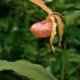 Cypripedium hybrids