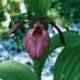 Cypripedium macranthum