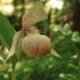 Cypripedium mandchuricum