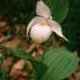 Cypripedium mandchuricum