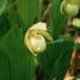 Cypripedium rebunense