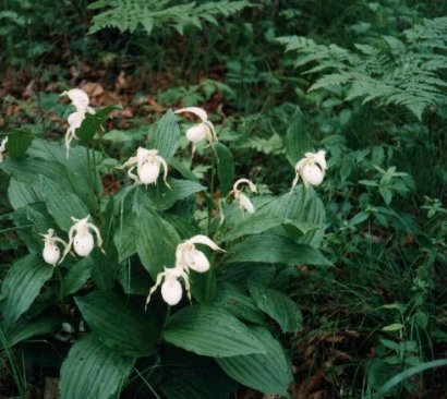 Cypripedium  barbey