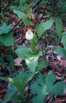 Cypripedium barbey