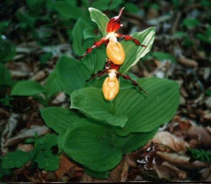 Cypripedium calceolus