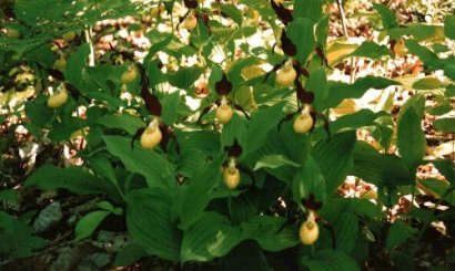 Cypripedium calceolus