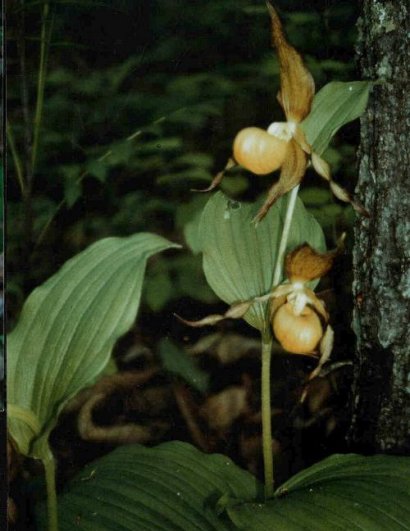 Cypripedium calceolus