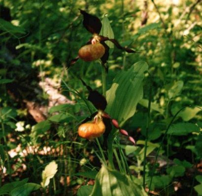 Cypripedium calceolus