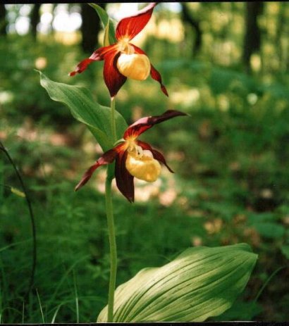 Cypripedium calceolus