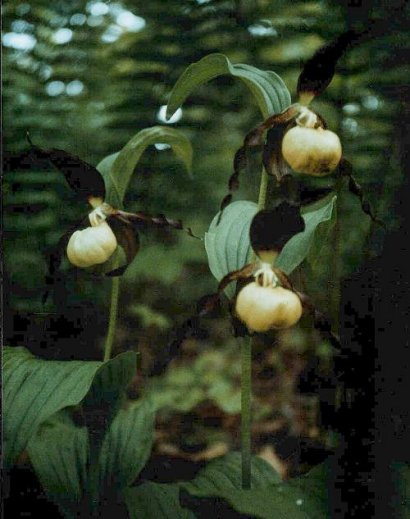 Cypripedium calceolus