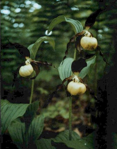 Cypripedium calceolus