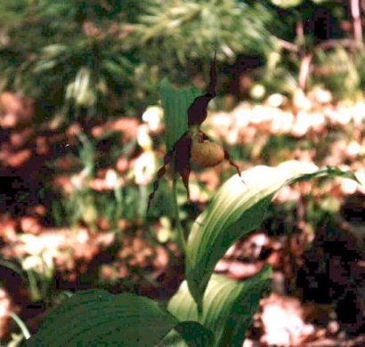 Cypripedium calceolus