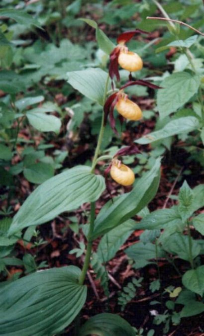 Cypripedium calceolus