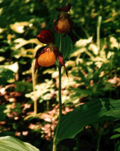 Cypripedium calceolus