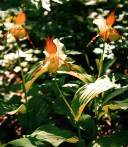 Cypripedium calceolus