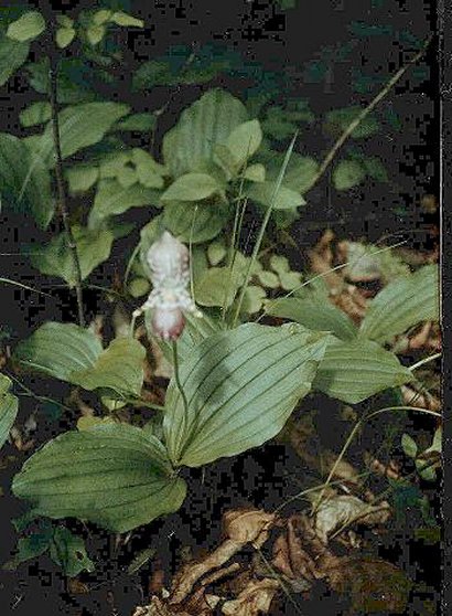 Cypripedium guttatum