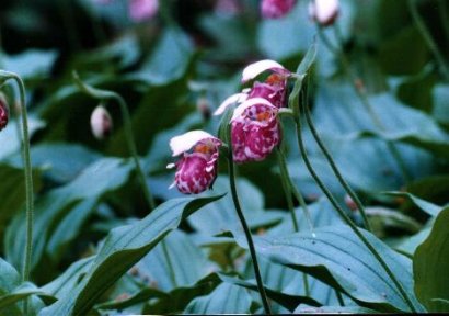 Cypripedium guttatum