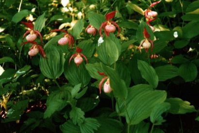 Cypripedium hybrids