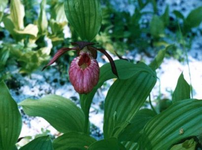 Cypripedium hybrids