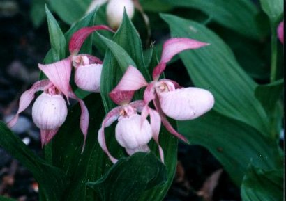 Cypripedium hybrids