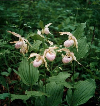 Cypripedium hybrids