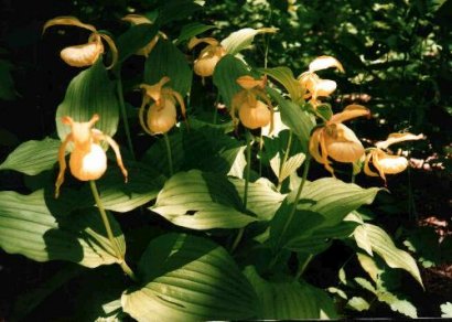 Cypripedium hybrids