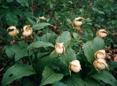 Cypripedium hybrids