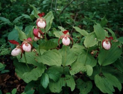 Cypripedium hybrids