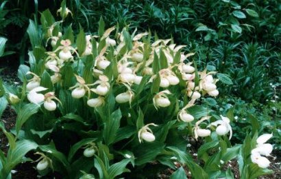 Cypripedium hybrids