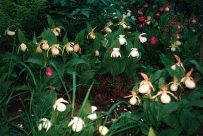 Cypripedium hybrids